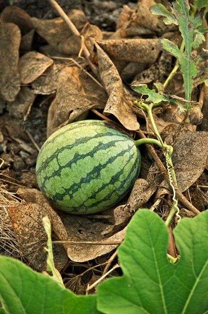 شوتی