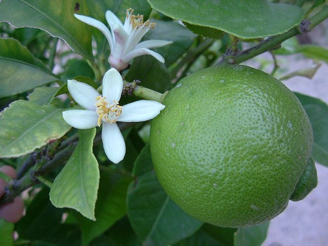 frozen lime 500g