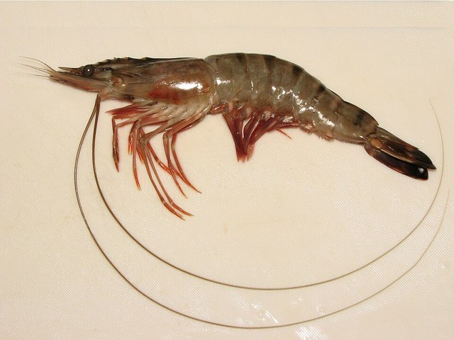 Black tiger shrimp 8/12