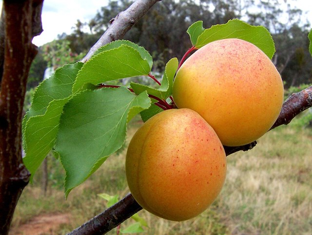 Fruit Apricot Kg