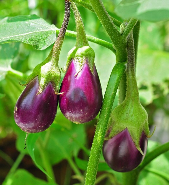 باینجانی گەورە (kg)